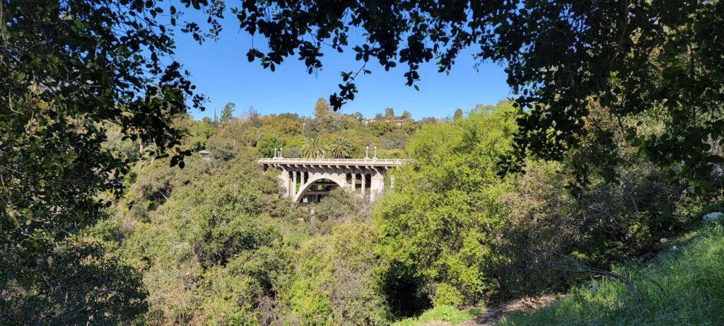 San Rafael Bridge Through The Oak Trees In The South Arroyo (Image Courtesy of David Clark)