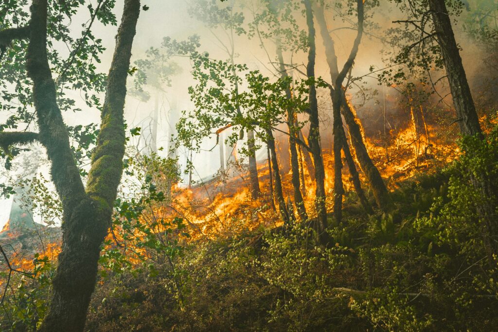 California Forest Mismanagement Revealed. Californians Surging New Challenge To Insure Their Homes From Fire